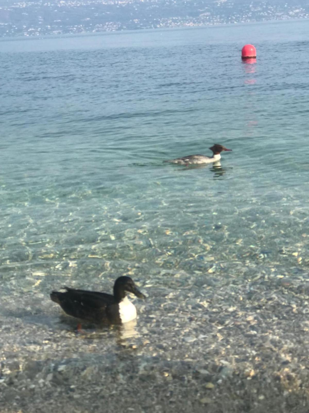 Corte Cardo Manerba del Garda Dış mekan fotoğraf